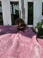 Jeff, a male Miniature Dachshund for sale in Nappanee, IN – 6 of 6