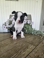 Arlo, a male Boston Terrier for sale in Nappanee, IN – 5 of 10