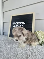 Jackson, a male Miniature Schnauzer for sale in Nappanee, IN – 6 of 10