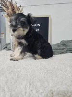 Mason, a male Miniature Schnauzer for sale in Nappanee, IN – 5 of 10