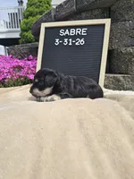 Sabre, a male Miniature Schnauzer for sale in Nappanee, IN – 5 of 10