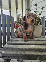 Buster, a male Dachshund for sale in Nappanee, IN – 7 of 8