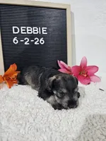 Debbie, a female Miniature Schnauzer for sale in Nappanee, IN – 6 of 10