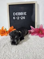 Debbie, a female Miniature Schnauzer for sale in Nappanee, IN – 2 of 10