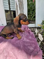 Jeff, a male Miniature Dachshund for sale in Nappanee, IN – 3 of 6