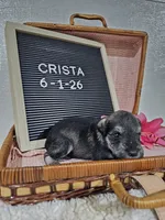 Crista, a male Miniature Schnauzer for sale in Nappanee, IN – 7 of 9