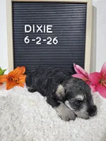 Dixie, a female Miniature Schnauzer for sale in Nappanee, IN – 9 of 10