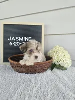 Jasmine, a female Miniature Schnauzer for sale in Nappanee, IN – 9 of 10
