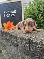 Phoebe, a female Dachshund for sale in Nappanee, IN – 5 of 10