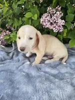 Dexter, a male Dachshund for sale in Nappanee, IN – 8 of 10