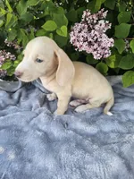 Dexter, a male Dachshund for sale in Nappanee, IN – 9 of 10