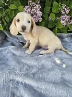 Dexter, a male Dachshund for sale in Nappanee, IN – 10 of 10
