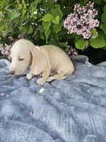 Dexter, a male Dachshund for sale in Nappanee, IN – 2 of 10
