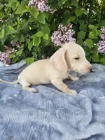 Dexter, a male Dachshund for sale in Nappanee, IN – 6 of 10
