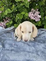 Dexter, a male Dachshund for sale in Nappanee, IN – 4 of 10