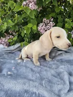 Dexter, a male Dachshund for sale in Nappanee, IN – 7 of 10