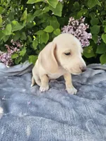 Dexter, a male Dachshund for sale in Nappanee, IN – 3 of 10