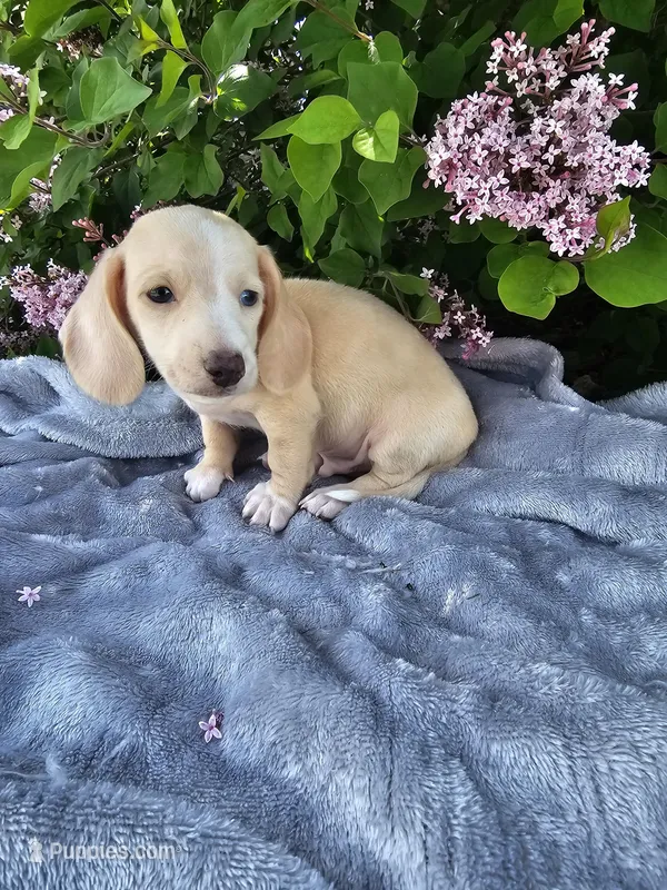 Dexter – Dachshund puppy for sale in Nappanee, IN