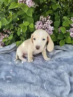 Dexter, a male Dachshund for sale in Nappanee, IN – 5 of 10