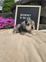 Sunny, a male Miniature Schnauzer for sale in Nappanee, IN – 8 of 9