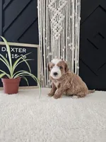 Dexter, a male Miniature Goldendoodle for sale in Nappanee, IN – Photo 2 of 5