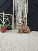 Dexter, a male Miniature Goldendoodle for sale in Nappanee, IN – Photo 1 of 5