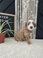 Dexter, a male Miniature Goldendoodle for sale in Nappanee, IN – Photo 3 of 5
