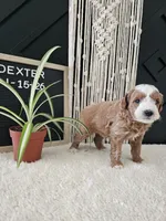 Dexter, a male Miniature Goldendoodle for sale in Nappanee, IN – Photo 4 of 5