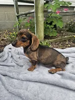 Maggie, a female Dachshund for sale in Nappanee, IN – 3 of 10