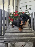 bud, a male Dachshund for sale in Nappanee, IN – 9 of 10