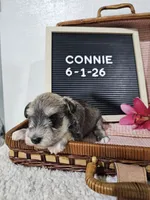 Connie, a female Miniature Schnauzer for sale in Nappanee, IN – 4 of 9