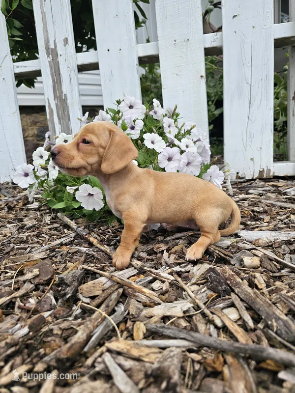 Roxy – Miniature Dachshund puppy for sale in Nappanee, IN