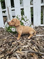 Roxy, a male Miniature Dachshund for sale in Nappanee, IN – 1 of 4