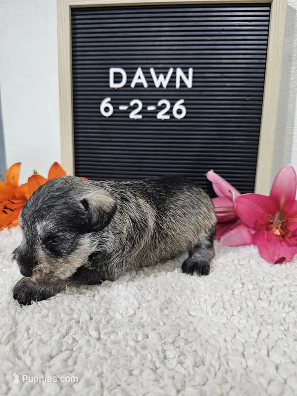 Dawn – Miniature Schnauzer puppy for sale in Nappanee, IN