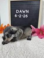Dawn, a female Miniature Schnauzer for sale in Nappanee, IN – 1 of 10