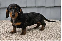 Mia , a female Dachshund for sale in Nappanee, IN – 3 of 9