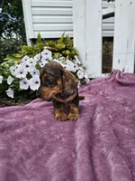 Hunter, a male Miniature Dachshund for sale in Nappanee, IN – 9 of 9