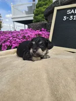 Sabre, a male Miniature Schnauzer for sale in Nappanee, IN – 8 of 10