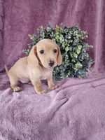 Holley, a female Dachshund for sale in Nappanee, IN – Photo 1 of 5