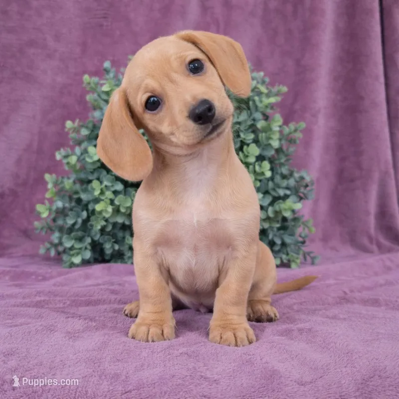 Holley – Dachshund puppy for sale in Nappanee, IN