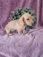 Holley, a female Dachshund for sale in Nappanee, IN – Photo 4 of 5