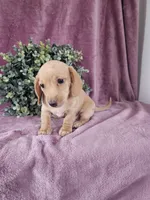 Holley, a female Dachshund for sale in Nappanee, IN – Photo 3 of 5