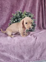 Holley, a female Dachshund for sale in Nappanee, IN – Photo 5 of 5