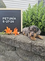 Petunia, a female Dachshund for sale in Nappanee, IN – 4 of 10