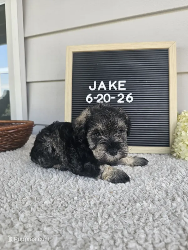 Jake – Miniature Schnauzer puppy for sale in Nappanee, IN