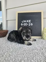 Jake, a male Miniature Schnauzer for sale in Nappanee, IN – 1 of 10