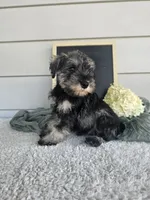 Crista, a male Miniature Schnauzer for sale in Nappanee, IN – 6 of 9