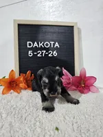 Dakota, a male Miniature Schnauzer for sale in Nappanee, IN – 5 of 10