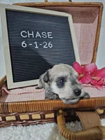 Chase, a male Miniature Schnauzer for sale in Nappanee, IN – 7 of 10
