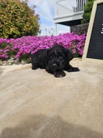 Sydney, a female Miniature Schnauzer for sale in Nappanee, IN – 8 of 9